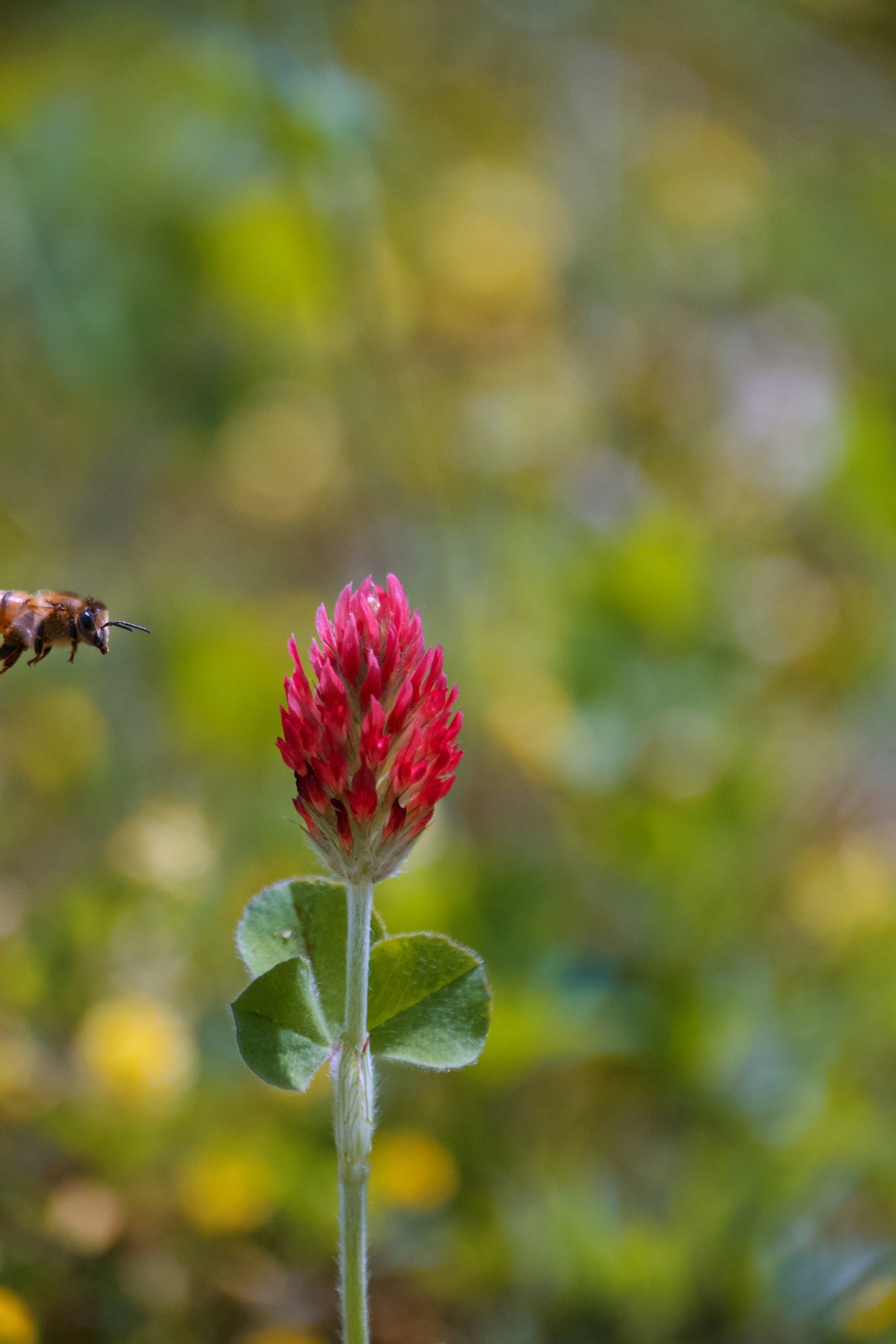 Red clover with a blurred natural background and a honey bee flying towards it
