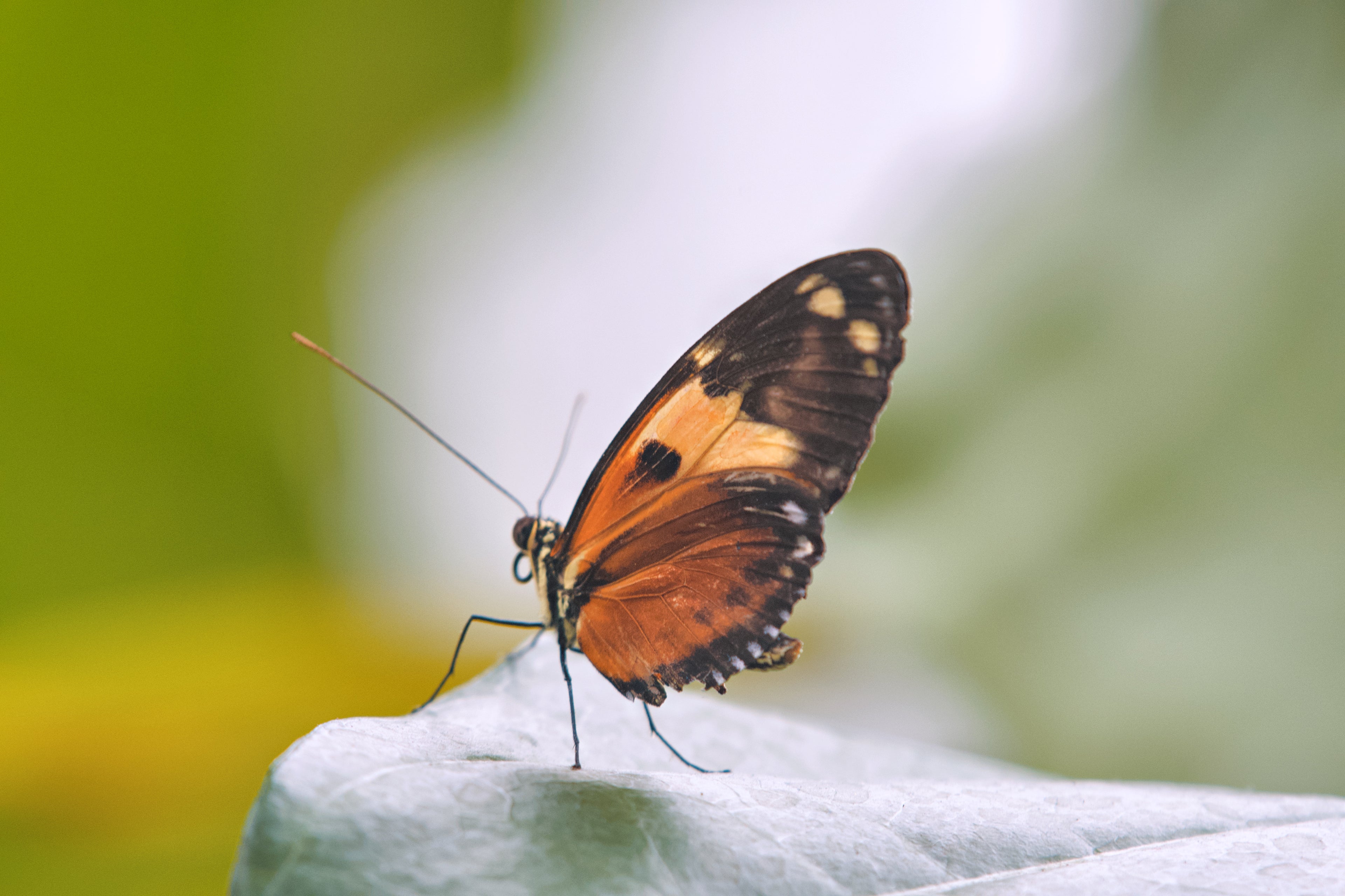 Butterfly on a leaf with a blurred green background