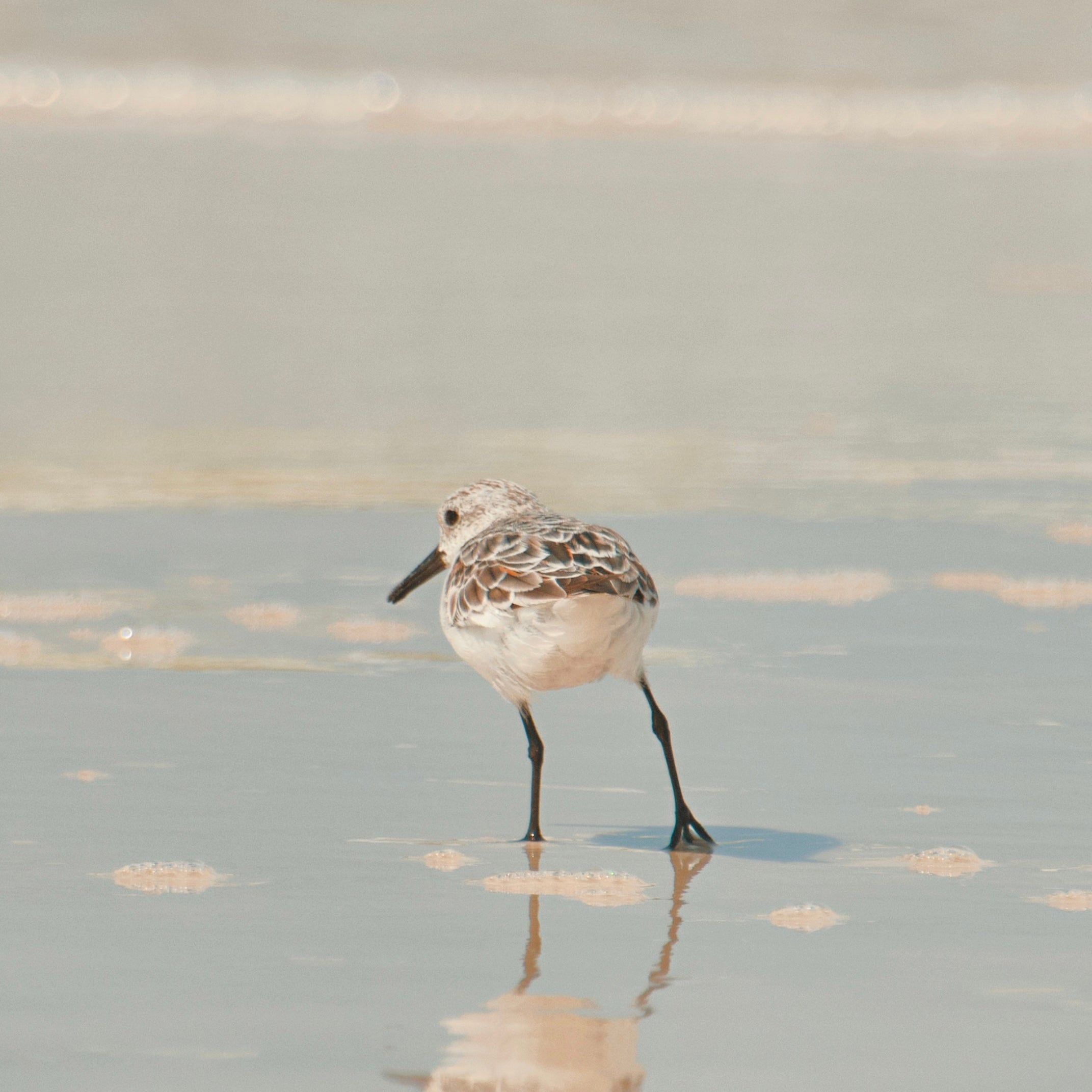 Small bird walking on a sandy beach with water in the background