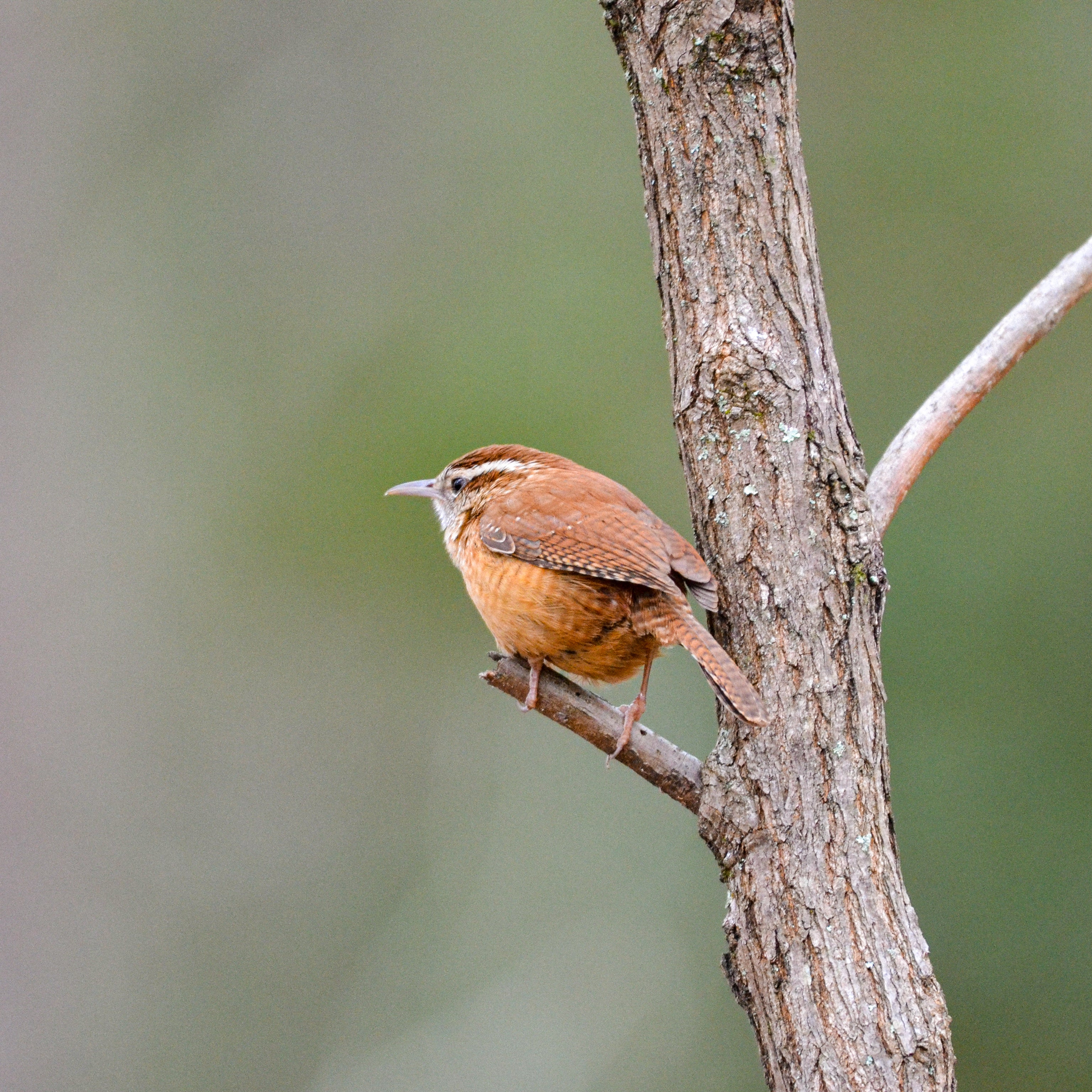 Brown Carolina Wren bird perched on a tree branch with a blurred green background