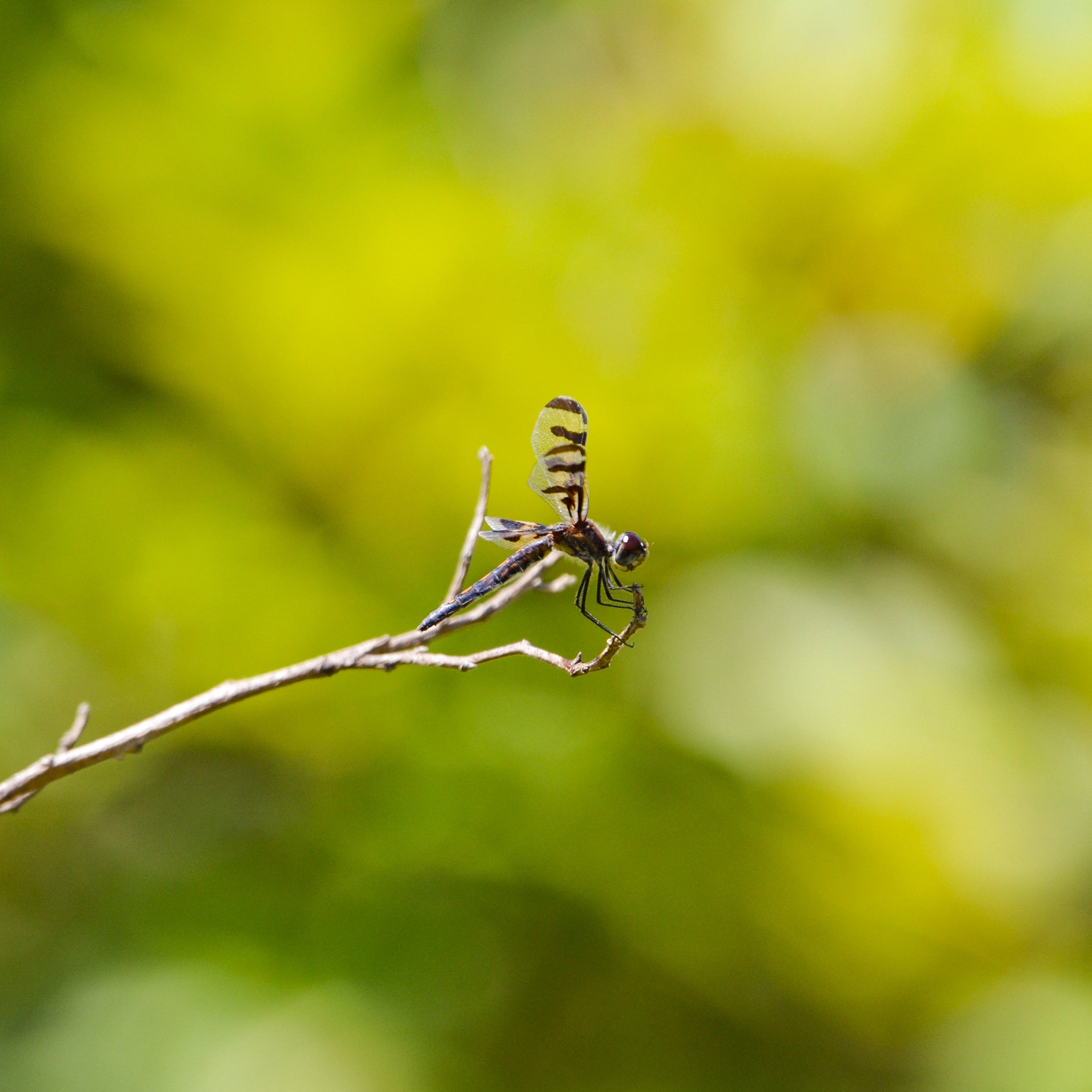 Dragonfly perched on a branch with a blurred green background