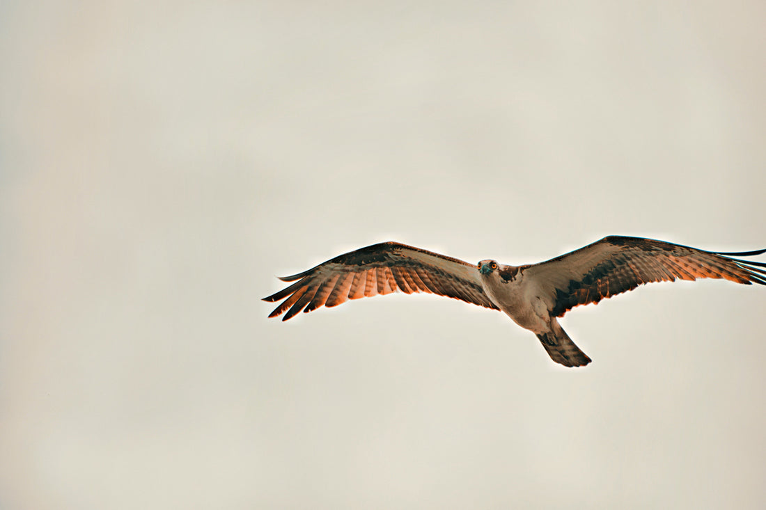 Osprey flying in a cloudy sky