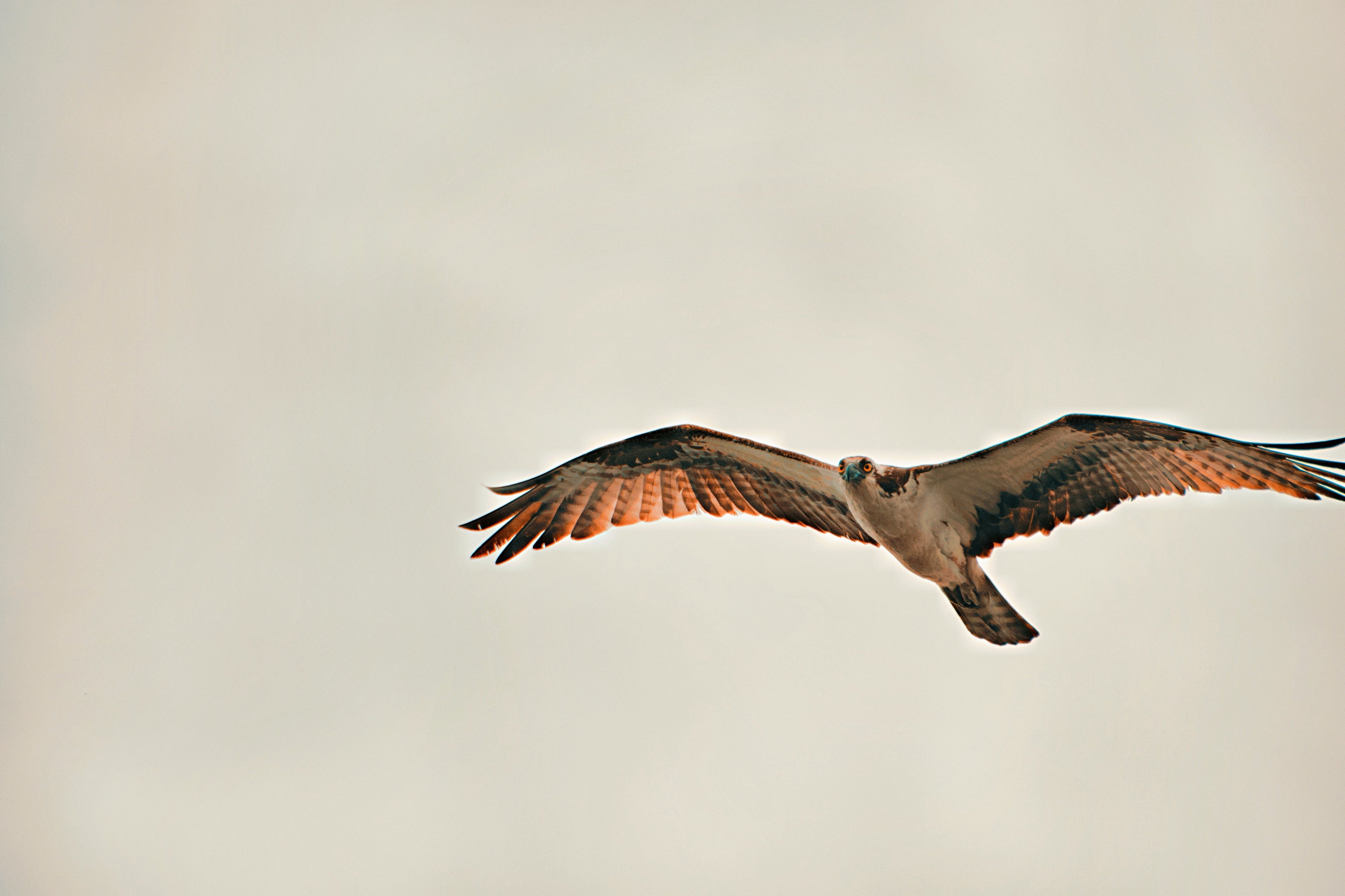 Osprey flying in a cloudy sky
