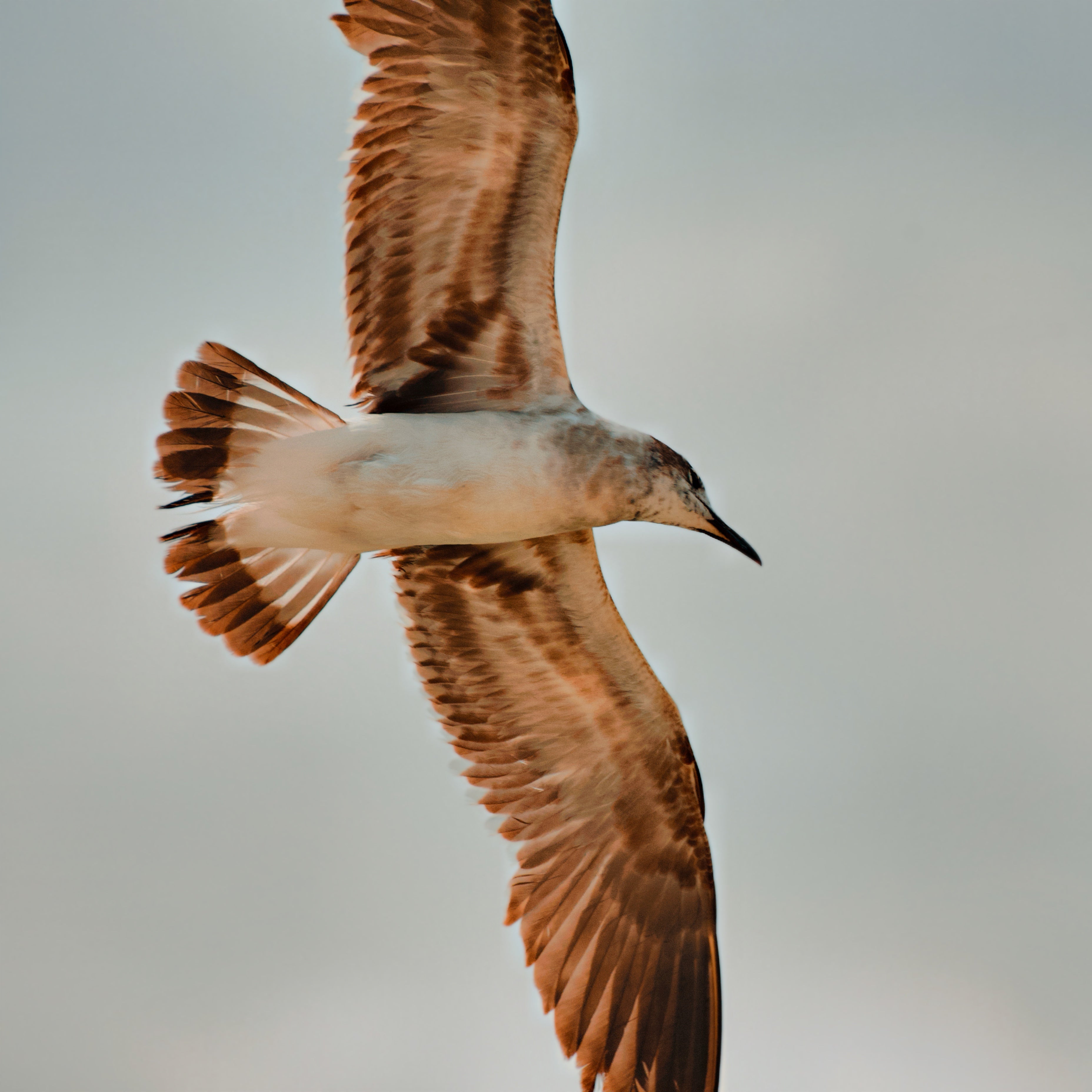 Seagull in flight against a blurred natural background