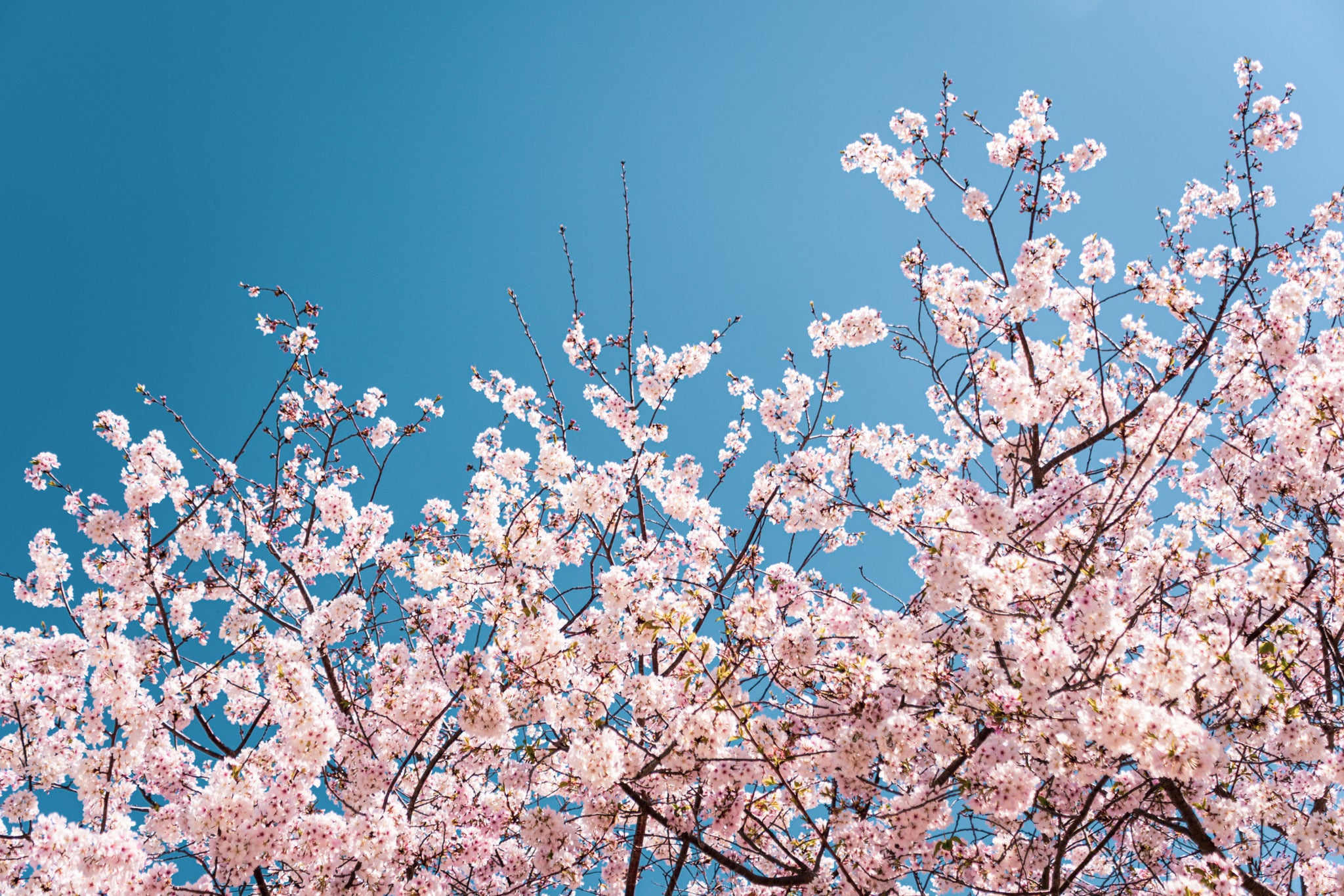 Cherry blossom tree against a clear blue sky