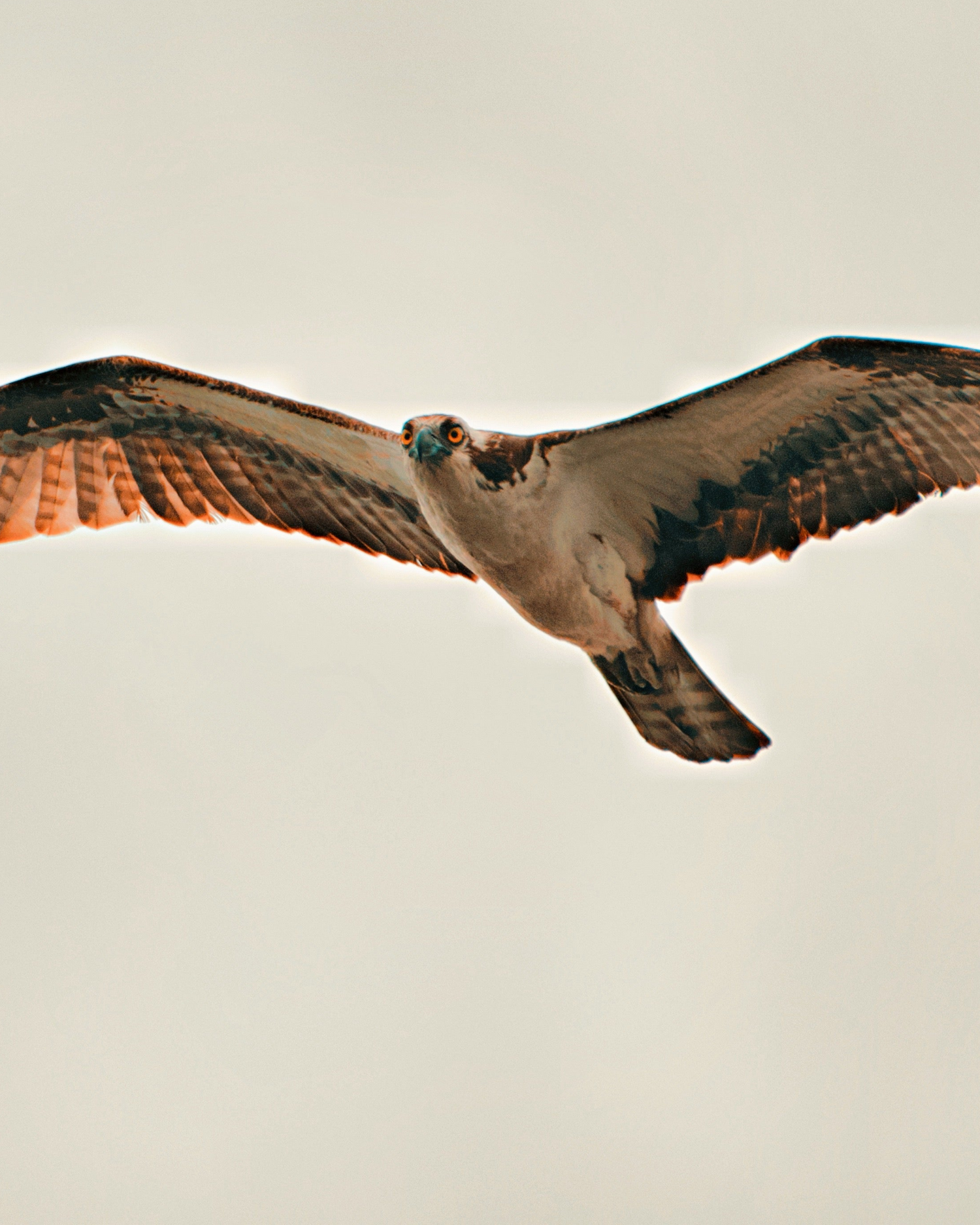 Osprey flying against a plain background