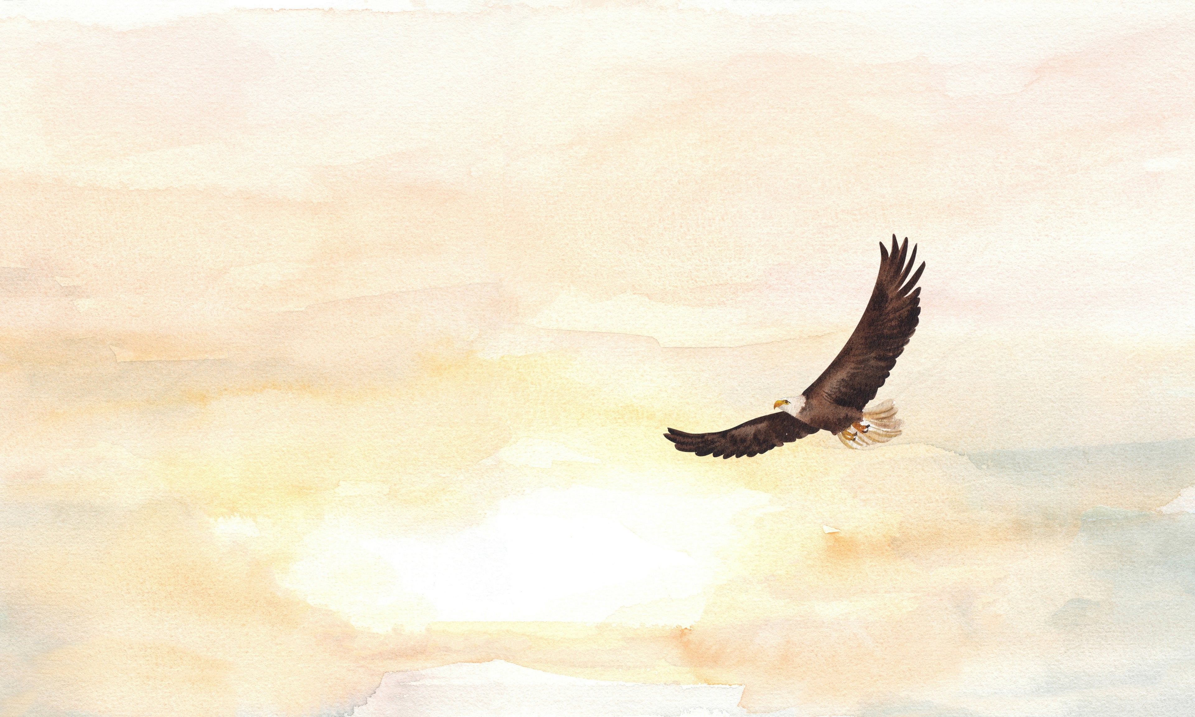 Bald eagle flying against a scenic sky with warm colors