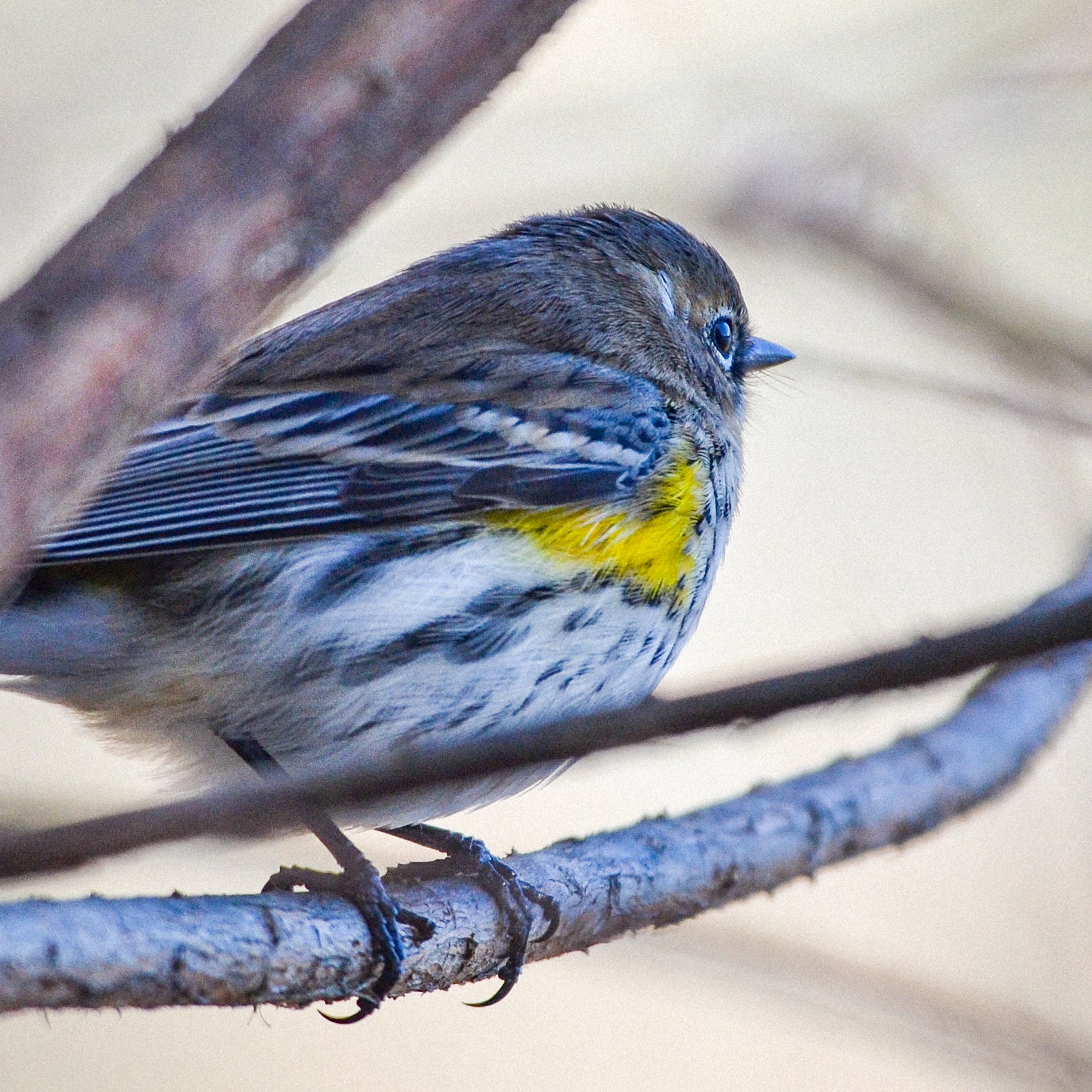Small warbler perched on a branch