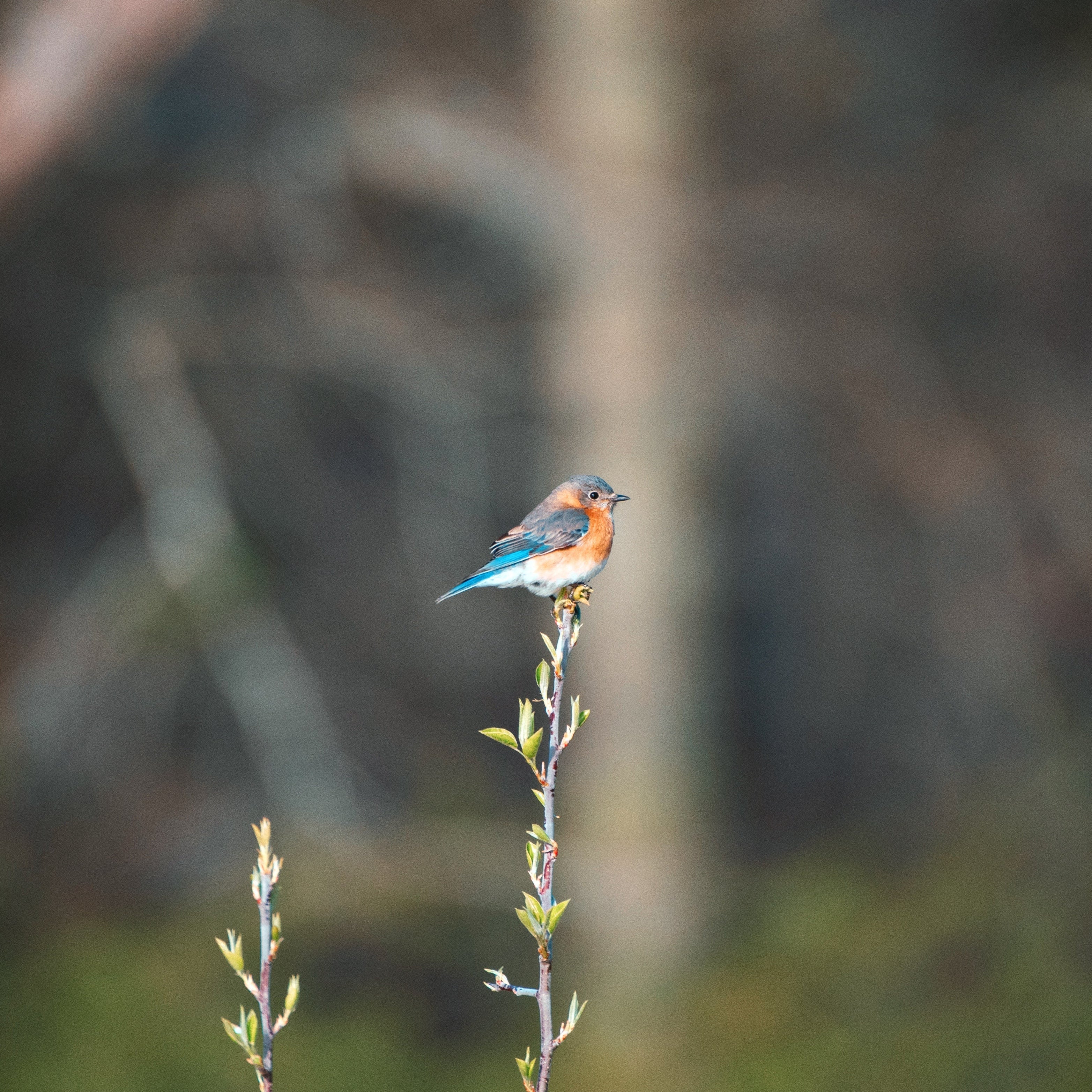 Bluebird perched on a thin branch with a blurred natural background