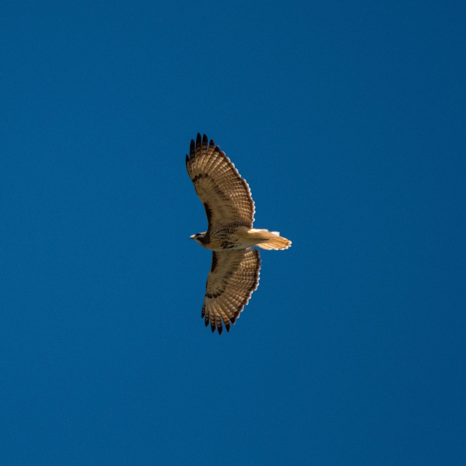 Hawk flying against a clear blue sky